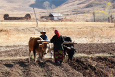 Food Security in Central Asia
