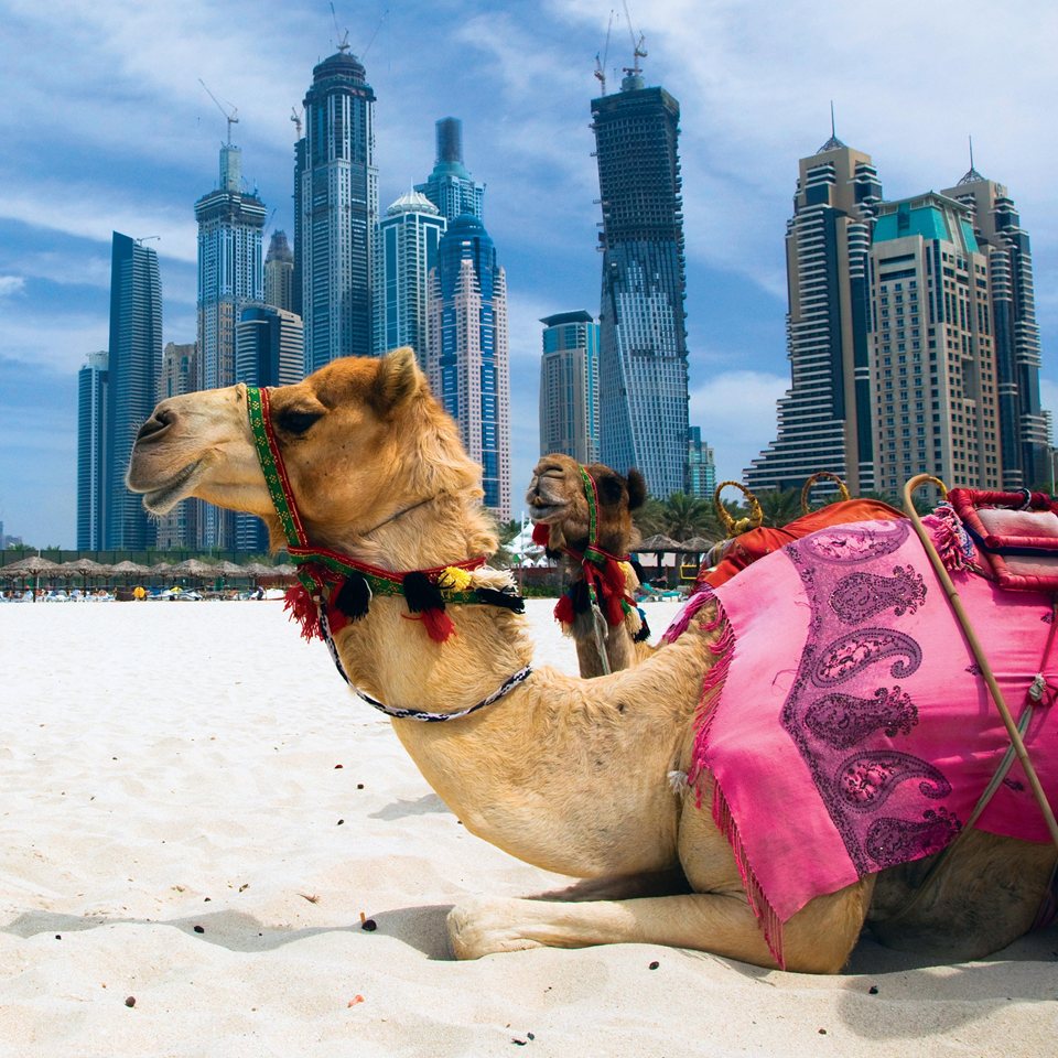 Можно ехать в дубай. ОАЭ Верблюды. ОАЭ отпуск. Арабские страны. ОАЭ красивые фото.