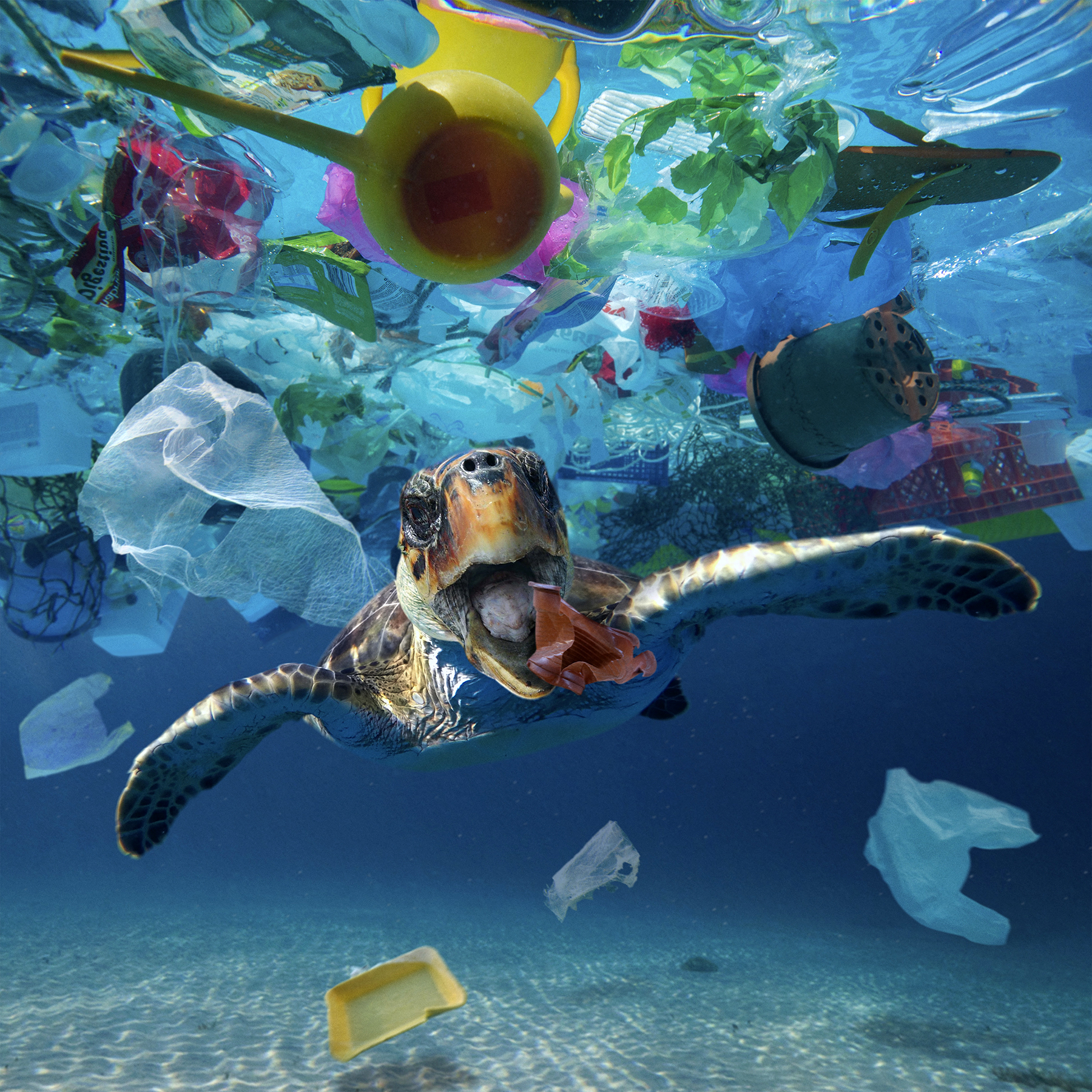 Морские животные в мусоре